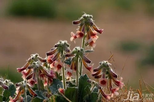 生地的功效与作用及食用方法