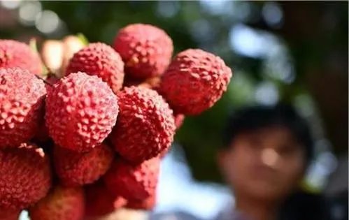 连吃大量荔枝有中毒乃至死亡风险,可爱的荔枝是如何变成杀手的?
