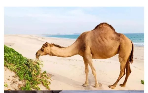 骆驼铁丝缠脚被解救长鸣感谢，是否说明了动物也通人性？