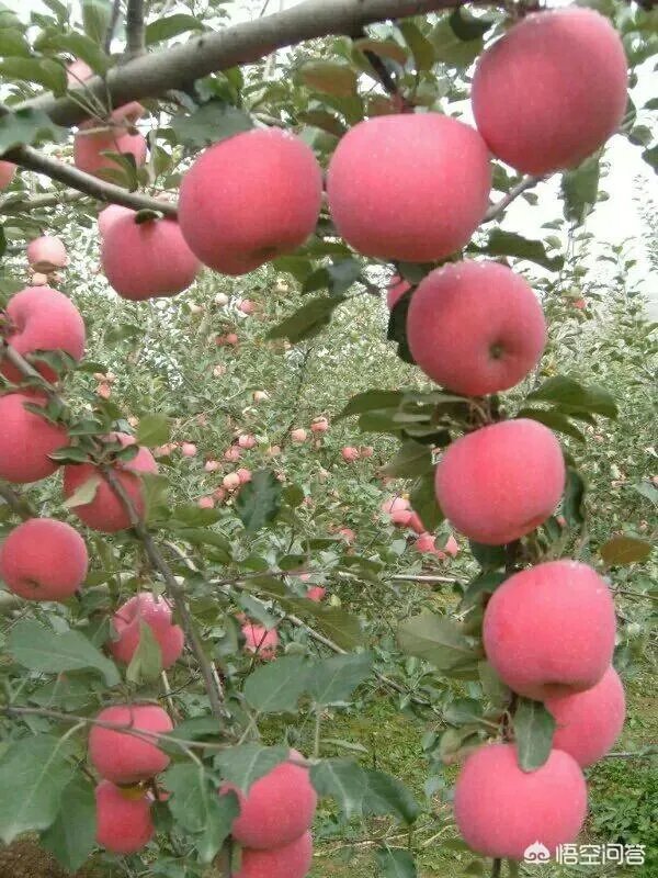 苹果树管理技术？