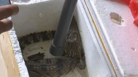 孩子网购小鱼竟收到泰国鳄 最长可达四米 有攻击性
