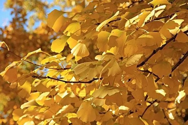 俗语早立秋凉飕飕,晚立秋热死牛,2019年立秋在何时?