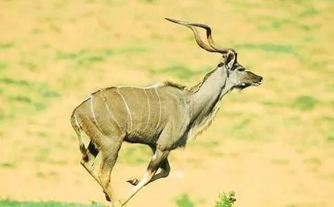 羚羊木雕阅读答案