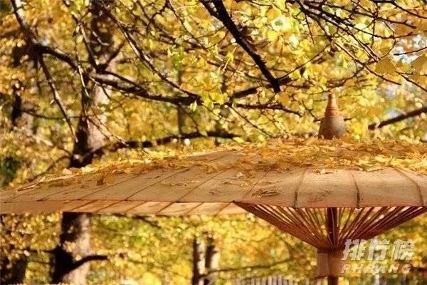 十一月份去哪里旅游最好国内_十一月份适合旅游的地方