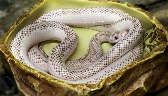 目前世界上最大的蛇