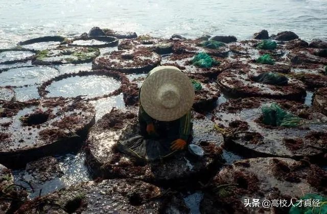 青岛再现天价海鲜一只鱼竟然500元,为何这种现象还会再出现?