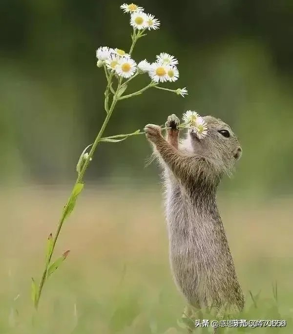 你最想看到的美国疫情的最新情况是什么？