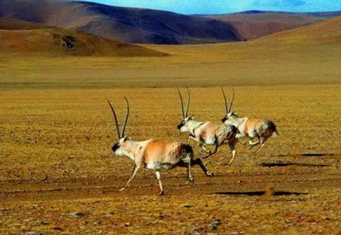 中国世界遗产总数或达第一是怎么回事？