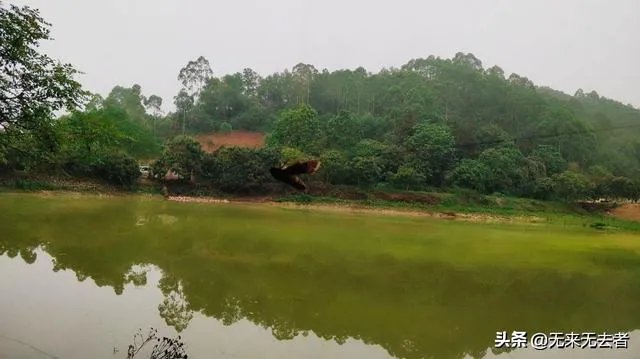 在农村准备做小型养殖，但不知道适合养什么？有好的项目推荐吗？