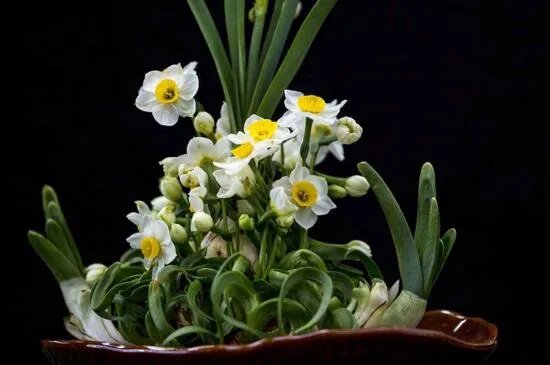 水仙花一天当中在什么时间开花？