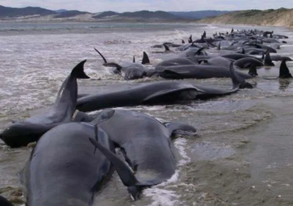 约230头鲸在澳大利亚海滩集体搁浅，为何鲸鱼要上岸？