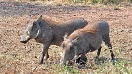 疣猪和野猪有什么区别