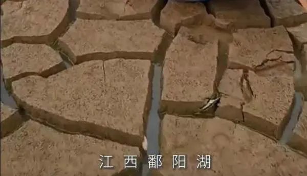 鄱阳湖水位下降导致鱼搁浅，村民捡鱼，捡鱼行为是否存在安全隐患？