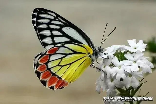 你最想看到的美国疫情的最新情况是什么？