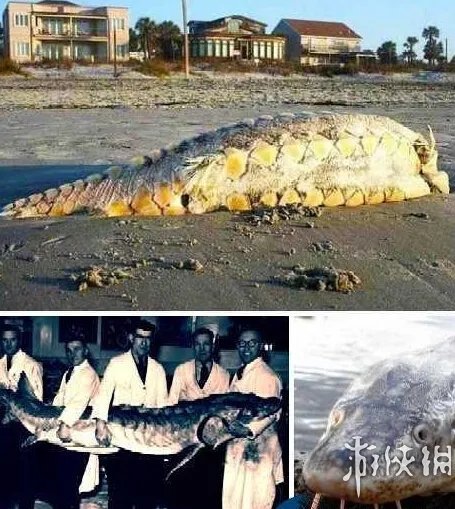 海滩惊现怪兽尸体 盘点10大轰动全球的海滩神秘怪兽