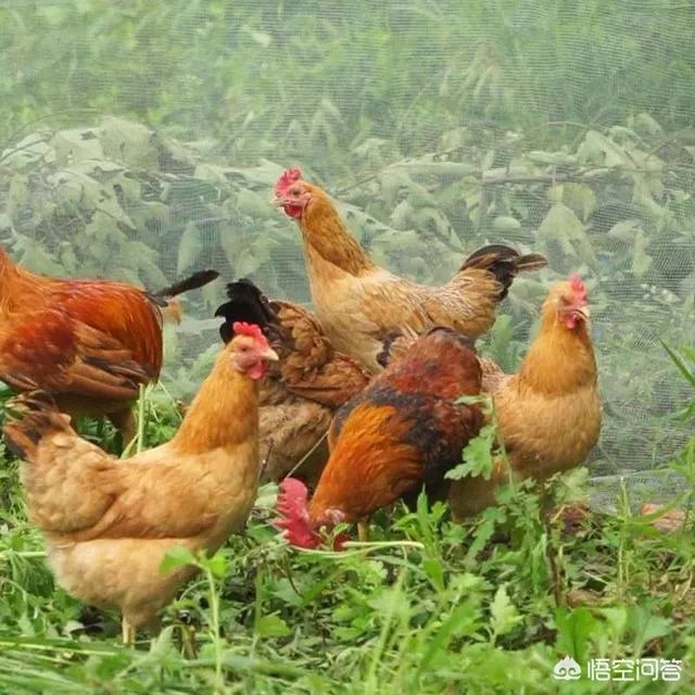 在农村准备做小型养殖，但不知道适合养什么？有好的项目推荐吗？