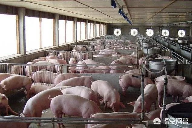 在农村准备做小型养殖，但不知道适合养什么？有好的项目推荐吗？