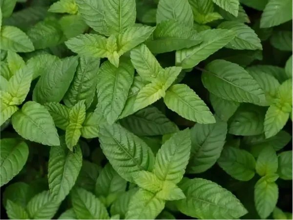 大暑吃什么风俗食物