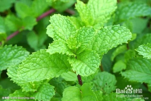 小腿被蚊子叮溃烂怎么办？蚊子咬了很痒怎么办？