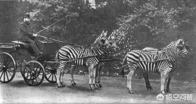 为什么没有人把斑马培养成比赛用马，斑马能驯服吗？