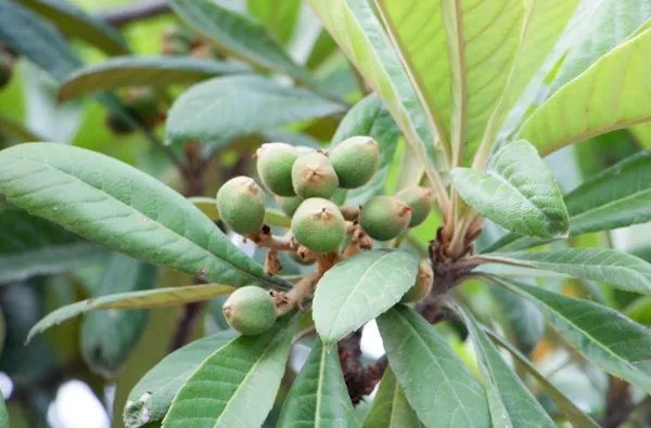 膨大剂的副作用有哪些