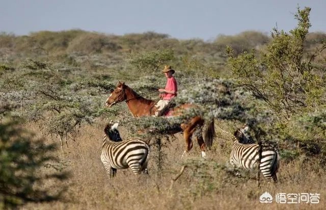 为什么没有人把斑马培养成比赛用马，斑马能驯服吗？