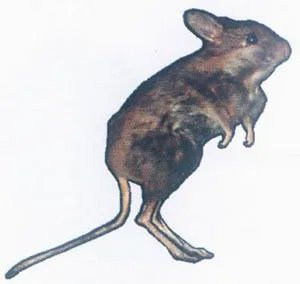 圣诞岛虎头鼠的介绍