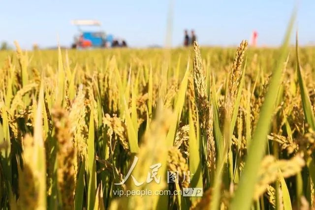 袁隆平有哪些贡献？