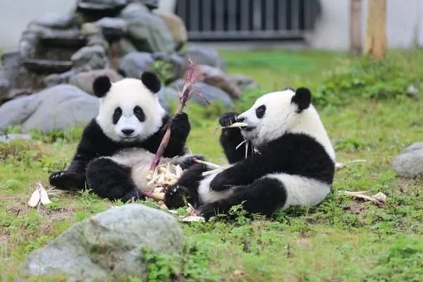 海归大熊猫“贝贝”入住新家，其他海外的大熊猫是否也有机会回家呢？