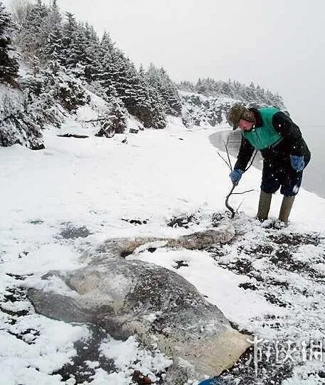 海滩惊现怪兽尸体 盘点10大轰动全球的海滩神秘怪兽
