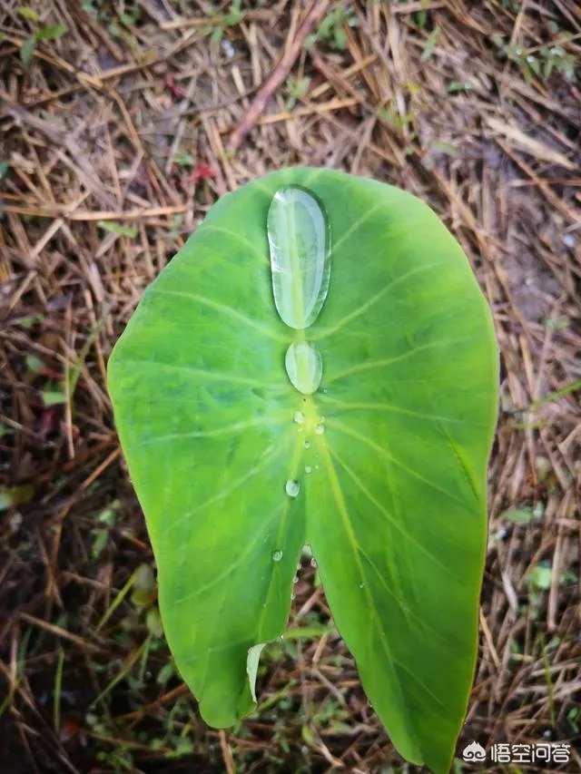 在果园养殖蜜蜂有什么好处？