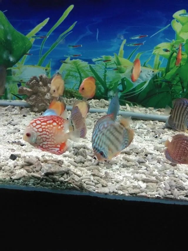 意大利的医疗条件很差吗？死亡率为什么这么高？