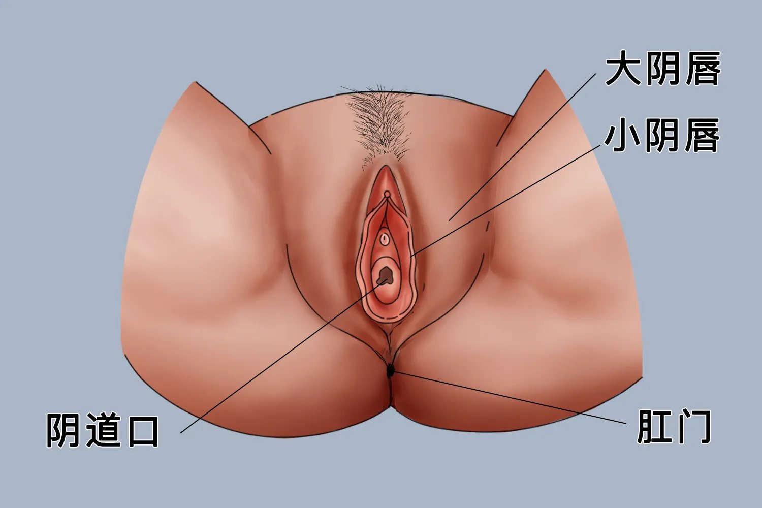 女生的肛门的照片长什么样