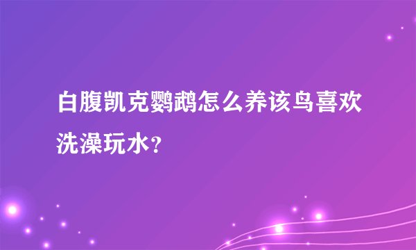 白腹凯克鹦鹉怎么养该鸟喜欢洗澡玩水？