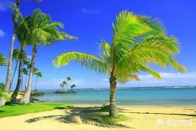 对于越来越多的各种青少年游学，你有什么看法？