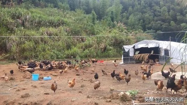 在农村准备做小型养殖，但不知道适合养什么？有好的项目推荐吗？