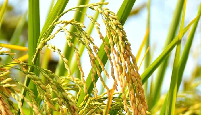 2022年5月有什么节日