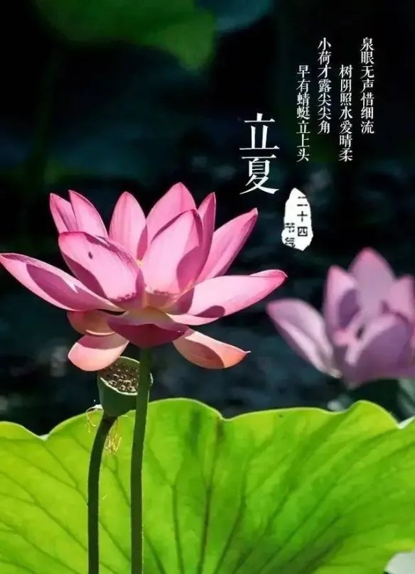 立夏图片大全2022 2022立夏图片带字分享