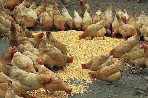 246只土鸡被吓死 或与隔壁放烟花祝寿有关 索赔遭拒