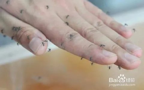 小腿被蚊子叮溃烂怎么办？蚊子咬了很痒怎么办？