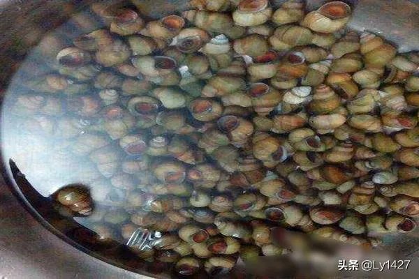 吃田螺变绿，田螺怎么洗干净？