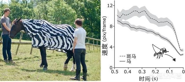 为什么没有人把斑马培养成比赛用马，斑马能驯服吗？