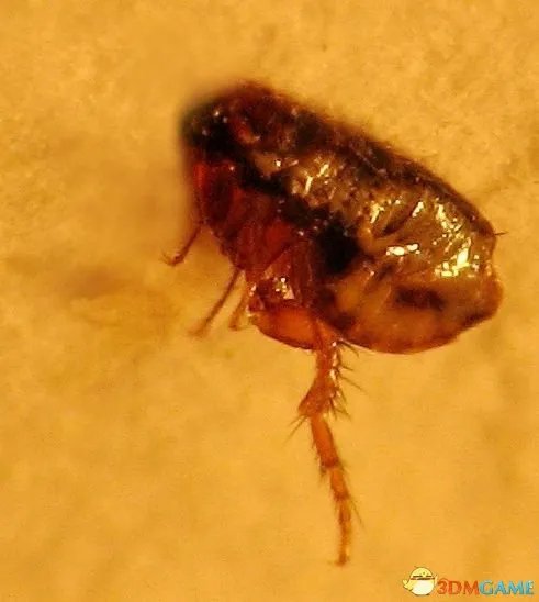 跳蚤叮咬后染重病：由四肢血管向肺部、肾脏蔓延