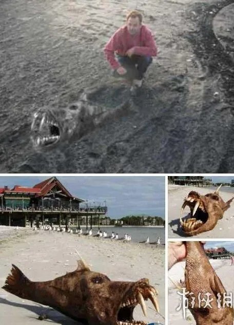 海滩惊现怪兽尸体 盘点10大轰动全球的海滩神秘怪兽