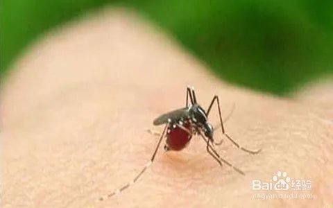 小腿被蚊子叮溃烂怎么办？蚊子咬了很痒怎么办？