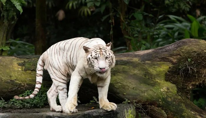 四个老虎打一成语