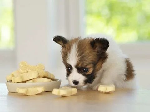 幼犬狗粮要泡吗？幼犬狗粮怎么泡？