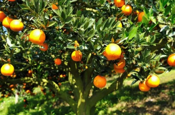 《蚂蚁庄园》中国柑橘的经济栽培区在哪里？