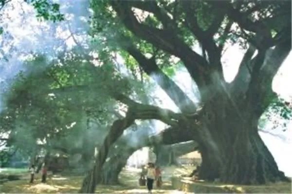 榕树倒了该如何救治？广东倒塌的千年榕树还有可能救好吗？