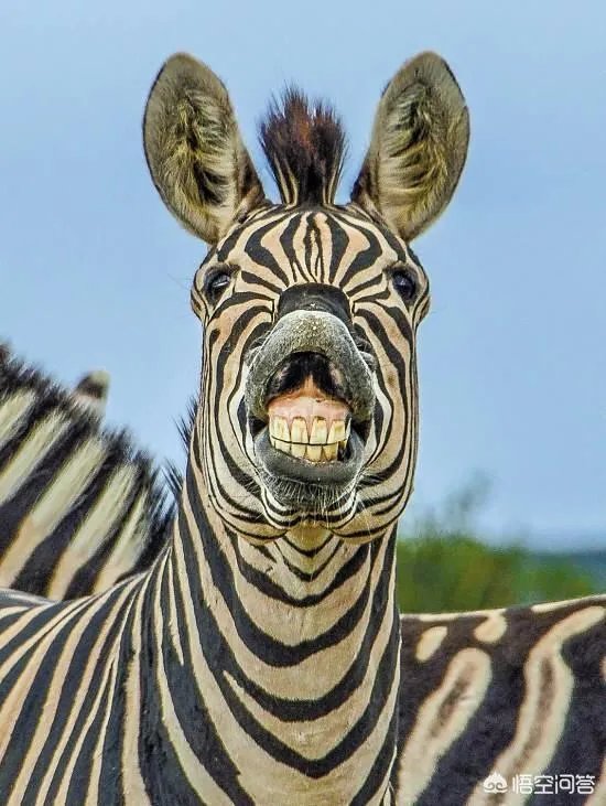 为什么没有人把斑马培养成比赛用马，斑马能驯服吗？